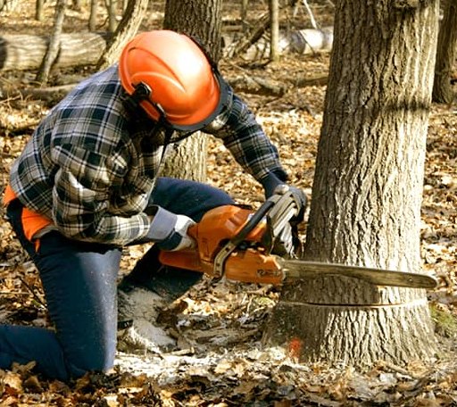 Tree Removal in Birchleaf, VA